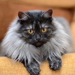 Gray longhaired cat Gray longhaired cat