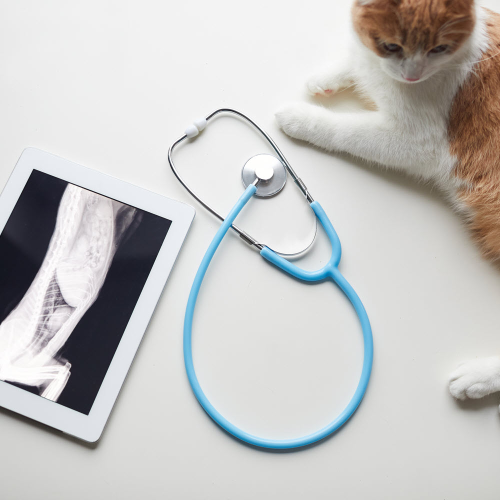 Diagnostic Image Diagnostic Image