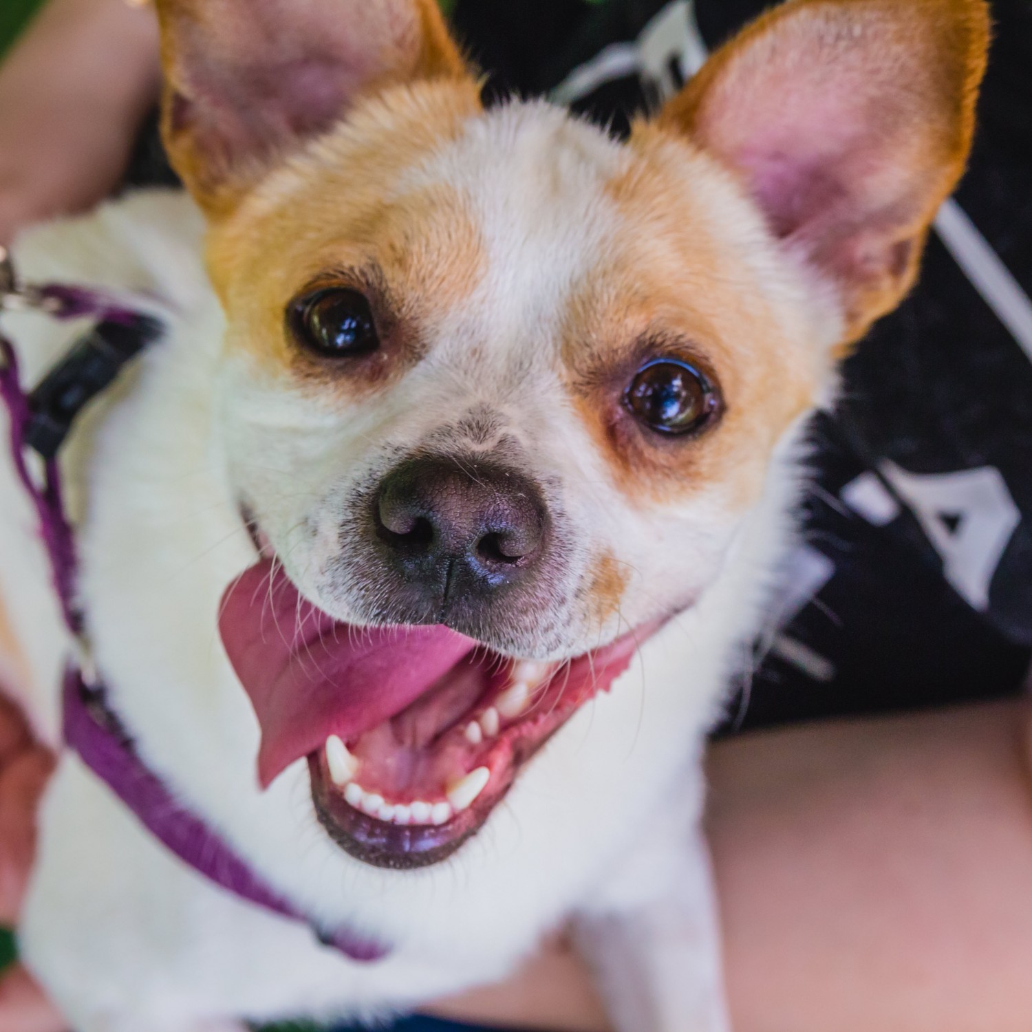 Wellness Pet Care Image Wellness Pet Care Image
