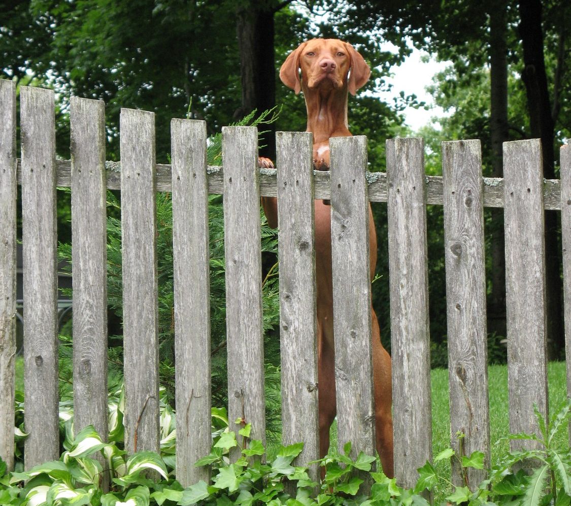 Dog at fence