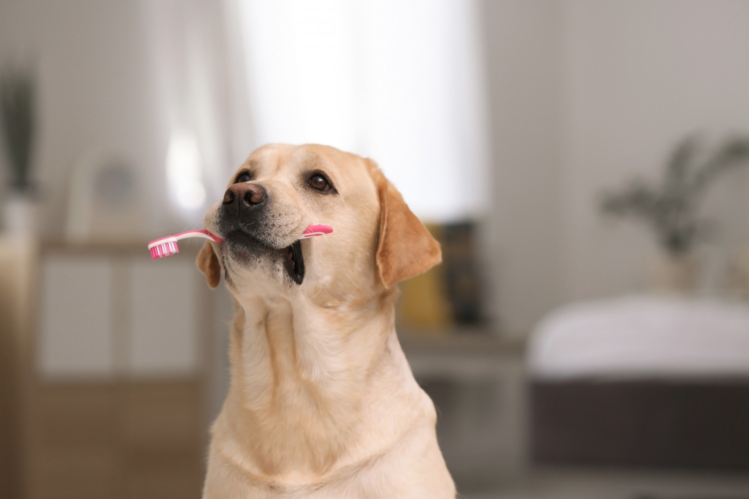Dog with toothbrush Dog with toothbrush